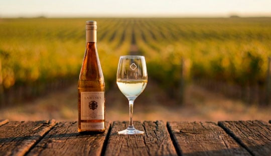 copa de vino en los viñedos de cerros de san juan, colonia del sacramento - colonia express
